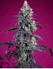 Tropicanna Cherry XL Auto® - Comprar Semillas
