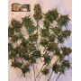 Tropicanna Cherry XL Auto® - Comprar Semillas