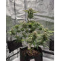 Tropicanna Cherry XL Auto® - Comprar Semillas