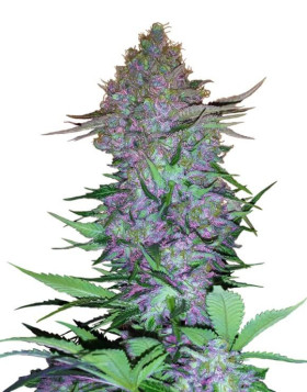 Purple Skunk Auto - Venta de Semillas Sensi