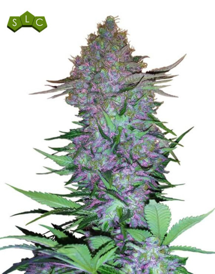 Purple Skunk Auto - Venta de Semillas Sensi