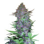 Purple Skunk Auto - Venta de Semillas Sensi