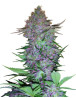 Purple Skunk Auto - Venta de Semillas Sensi