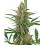 Purple Skunk Auto - Venta de Semillas Sensi