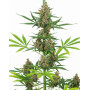 Purple Skunk Auto - Venta de Semillas Sensi