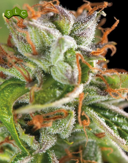 Semillas Double OG Haze Feminizadas | Pyramid Seeds