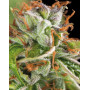 Semillas Double OG Haze Feminizadas | Pyramid Seeds