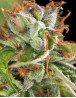 Semillas Double OG Haze Feminizadas | Pyramid Seeds