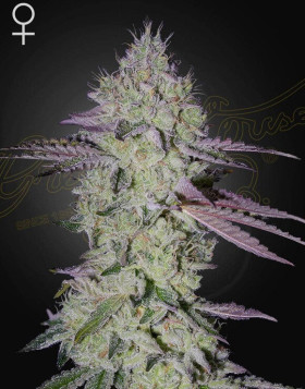 Tarte Tatin - Semillas Originales de Green House Seeds