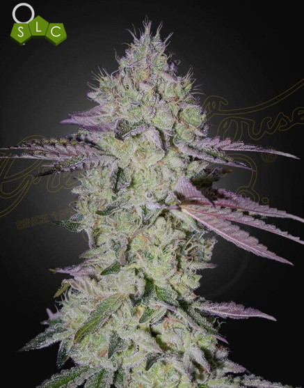 Tarte Tatin - Semillas Originales de Green House Seeds