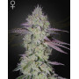 Tarte Tatin - Semillas Originales de Green House Seeds