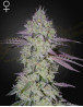 Tarte Tatin - Semillas Originales de Green House Seeds