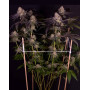 Tarte Tatin - Semillas Originales de Green House Seeds