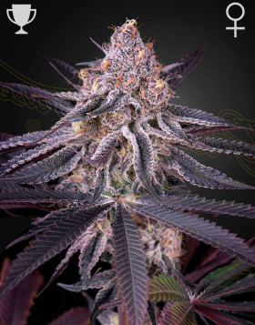 King’s Juice - Green House Seeds | Comprar al Mejor Precio
