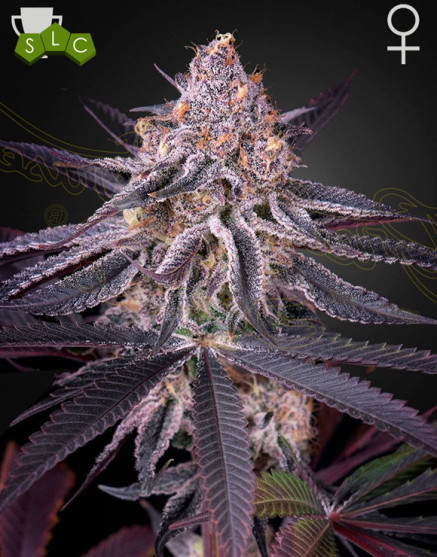 King’s Juice - Green House Seeds | Comprar al Mejor Precio