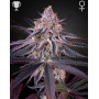 King’s Juice - Green House Seeds | Comprar al Mejor Precio