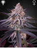 King’s Juice - Green House Seeds | Comprar al Mejor Precio