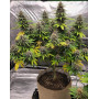King’s Juice - Green House Seeds | Comprar al Mejor Precio