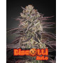 Biscotti Auto - Green House Seeds -Semillas Online