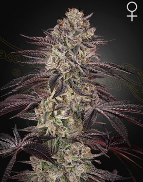 Biscotti Auto - Green House Seeds -Semillas Online