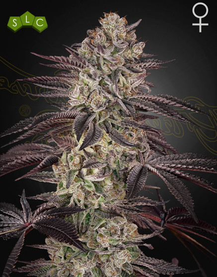 Biscotti Auto - Green House Seeds -Semillas Online