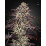 Biscotti Auto - Green House Seeds -Semillas Online