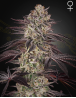 Biscotti Auto - Green House Seeds -Semillas Online