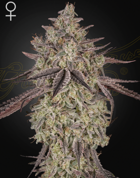 Skywalker OG x Gelato Auto - Semillas Green House Seeds