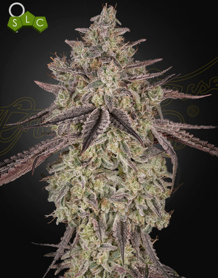 Skywalker OG x Gelato Auto - Semillas Green House Seeds
