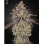 Skywalker OG x Gelato Auto - Semillas Green House Seeds