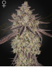 Skywalker OG x Gelato Auto - Semillas Green House Seeds