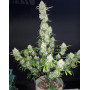Skywalker OG x Gelato Auto - Semillas Green House Seeds