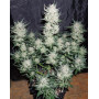 Skywalker OG x Gelato Auto - Semillas Green House Seeds