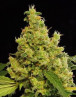 Blue Hash - Los Más Rápidos