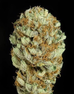 Blue Kush - Los Más Rápidos