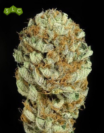 Blue Kush - Los Más Rápidos