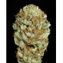 Blue Kush - Los Más Rápidos