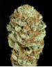 Blue Kush - Los Más Rápidos