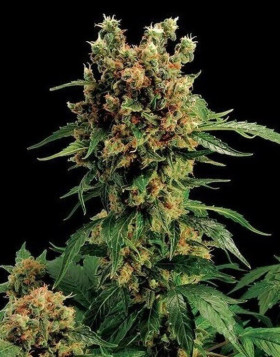 California Hash Plant - Semillas en OFERTA