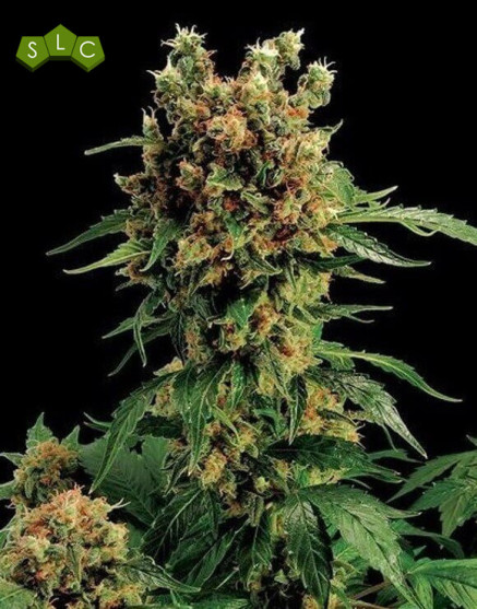 California Hash Plant - Semillas en OFERTA