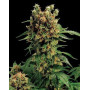 California Hash Plant - Semillas en OFERTA