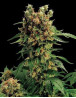 California Hash Plant - Semillas en OFERTA