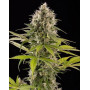 Marihuana Industrial Plant Auto CBD - Consejos + Venta Semillas