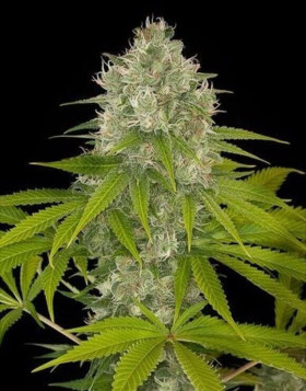 Power Kush - Consejos + Venta