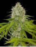 Power Kush - Consejos + Venta