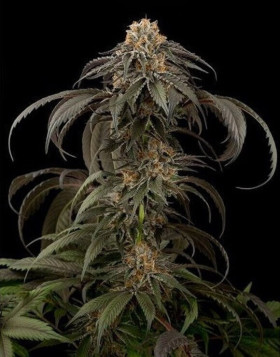 Purple Afghan Kush - Info y Venta
