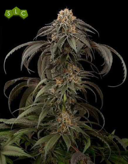 Purple Afghan Kush - Info y Venta