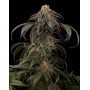 Purple Afghan Kush - Info y Venta