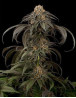 Purple Afghan Kush - Info y Venta