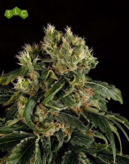 Santa Sativa - Info marihuana y Venta de semillas - SemillasLowCost